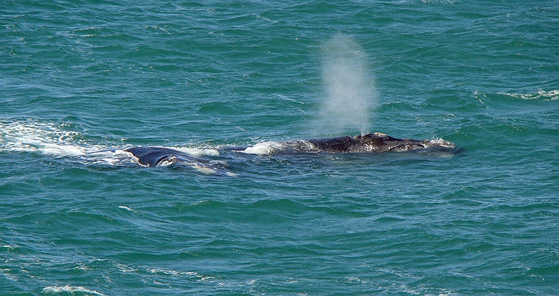 whale1.jpg - The Southern Right Whales can be seen from the shore around Hermanus