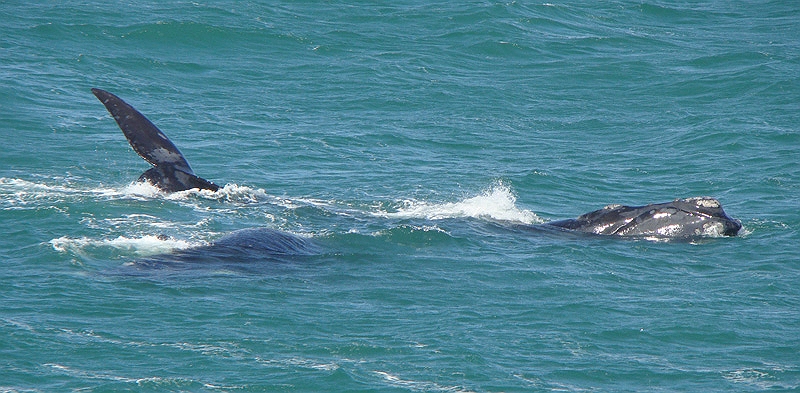 whale2.jpg - 2 whales swim around in the waters of Hermanus