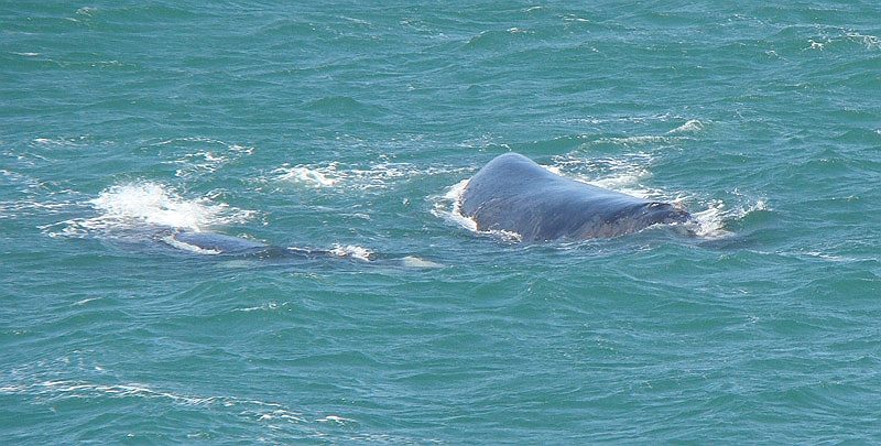 whale3.jpg - Two whales enjoy there time around Hermanus