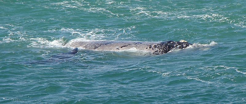 whale4.jpg - More whales as seen from the shore in Hermanus