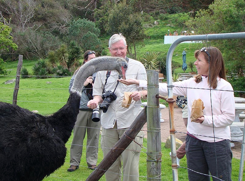 ostrich.jpg - Fred and Tonya feeding the Ostriches at an Ostrich Farm.