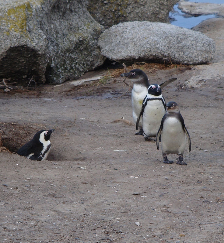 penguins5.jpg - The marching penguins