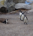 penguins5
