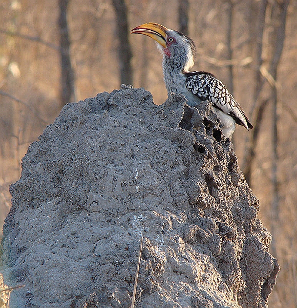 lhbirds2.jpg - This Yellowbilled Hornbill (banana bird) is feasting on termites.  It flicks them in the air and catches them in its mouth.