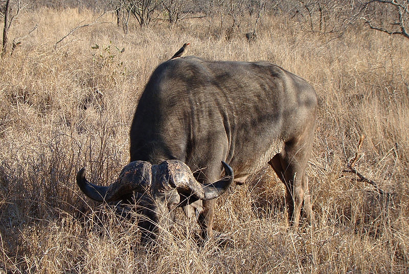 lhbuff1.jpg - A large male Cape Buffalo.