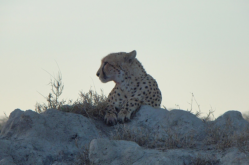 lhcheet1.jpg - The next morning's drive started out with a rare find of a cheetah sitting on a huge termite hill surveying the surroundings.