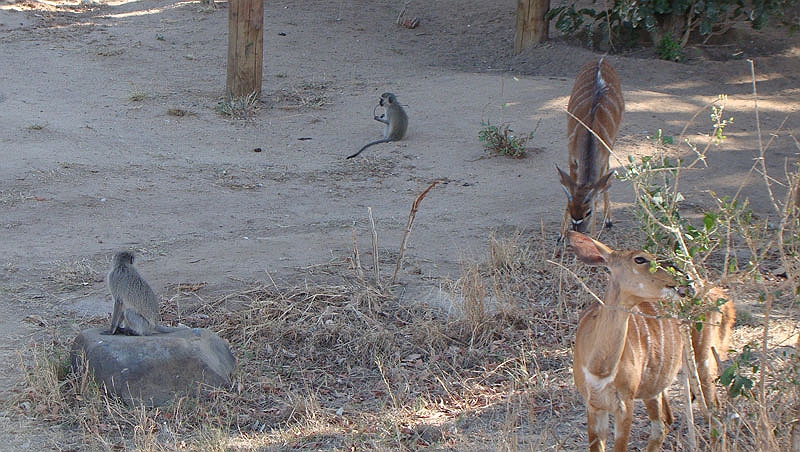 lhchevy.jpg - Some Vervet monkeys and Impalas hang out at Sir Richard Branson's lodge.