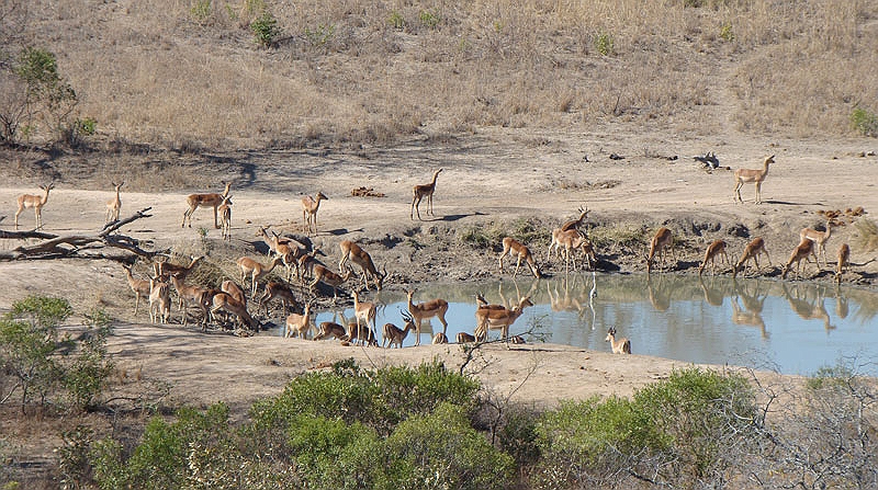 lhchevy2.jpg - A gagle of Impalas drink it up at the watering hole below our dining area at Leopard Hills.