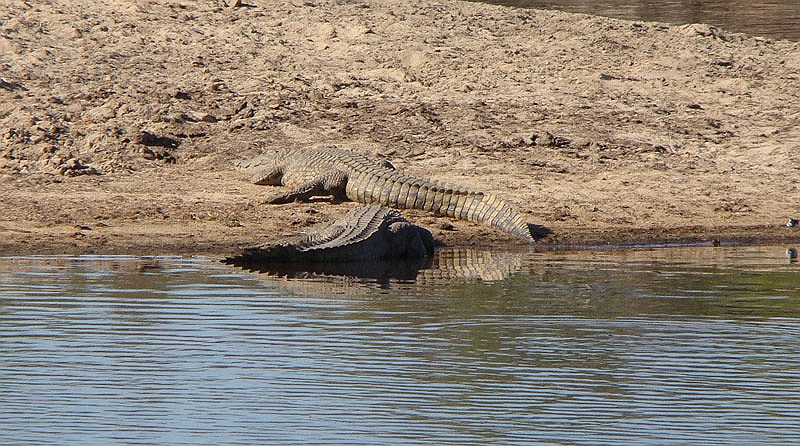 lhcroc.jpg - A couple of Nile Crocodiles.