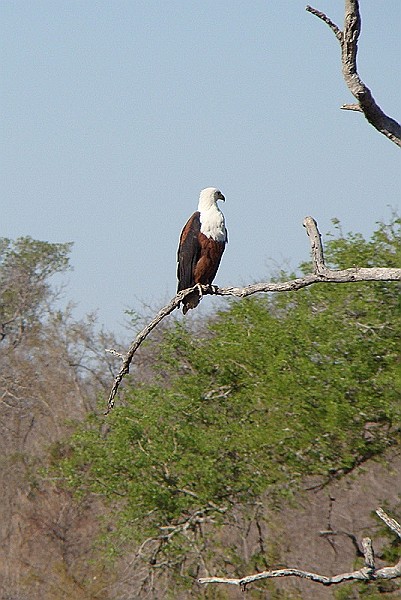 lheagle1.jpg - An African Fish Eagle.