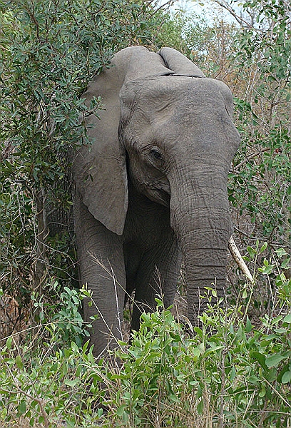 lhele1.jpg - Our first Elephant siting!