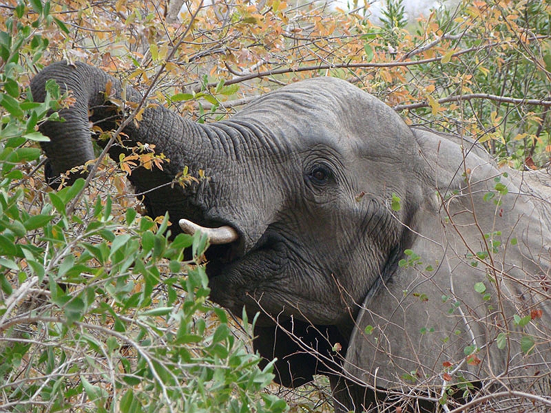 lhele2.jpg - It was amazing how close the Elephants got.