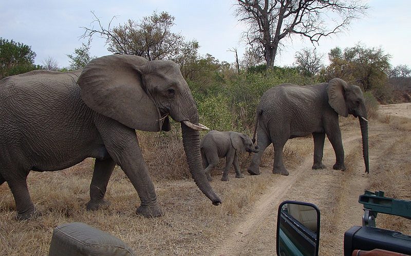 lhele3.jpg - An elephant family crosses the road in front of us.  Not a bad start to our first game drive.