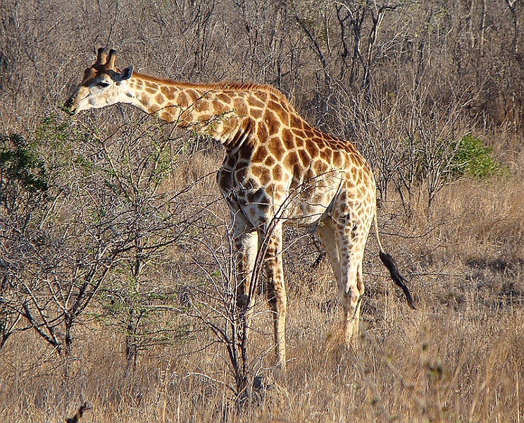 lhgir1.jpg - Our first giraffe siting.