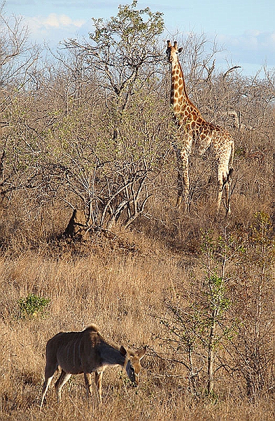 lhgir2.jpg - A giraffe and a kudu share some grazing space.