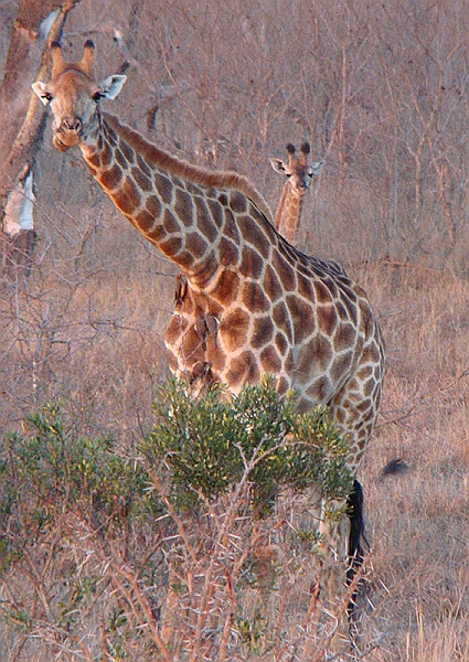 lhgir3.jpg - Some more giraffes we spotted on our Leopard Hills experience