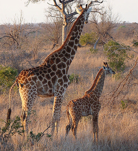 lhgir4.jpg - This baby giraffe still has in umbilical cord attached.