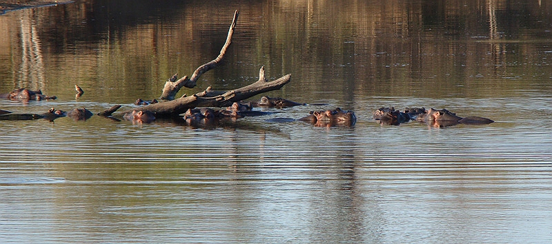 lhhippo1.jpg - A group of hippos chill in a watering hole.