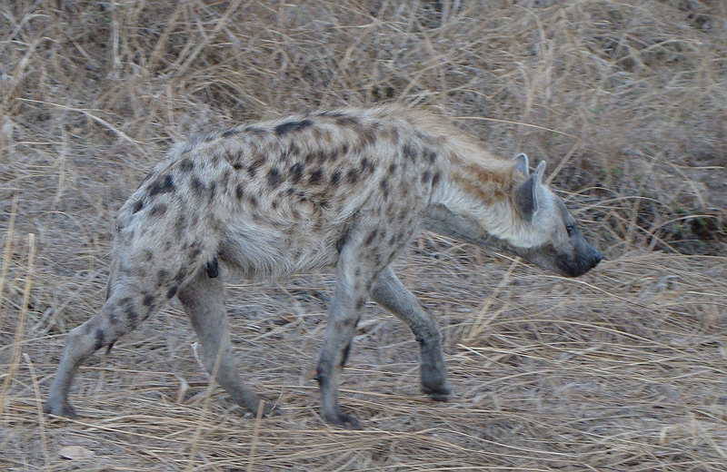 lhhyena1.jpg - A Spotted Hyena.