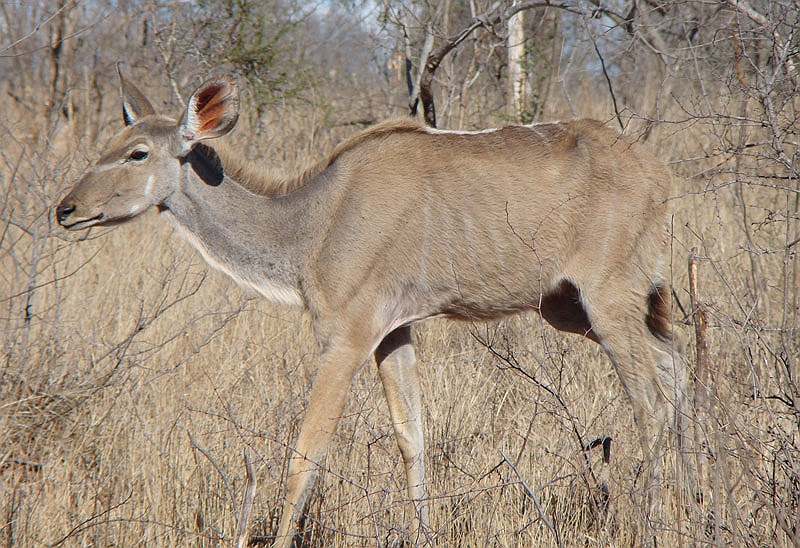 lhkudu1.jpg - We find a kudu while tracking a leopard.  Yum, kudu.  We had some kudu steaks and kudu jerky on our trip.