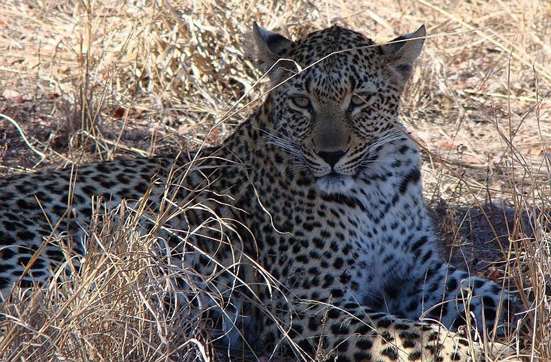 lhleop1.jpg - Our search finally paid off as we find a leopard chilling out after a kill.