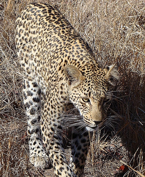 lhleop2.jpg - While taking photos of the leopard, she decided to walk over to our vehicle.