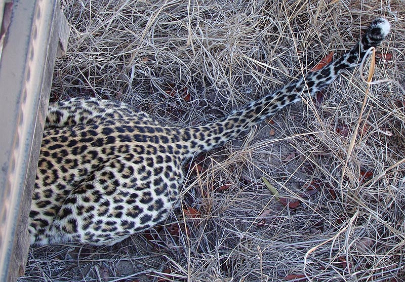 lhleop3.jpg - The leopard then decided to take a nap under our vehicle.