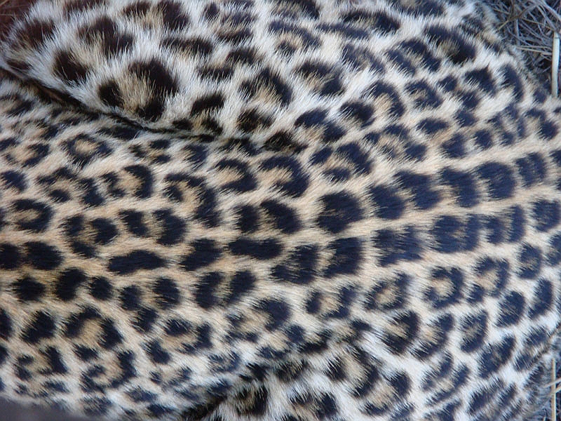 lhleop5.jpg - Beautiful leopard spots.