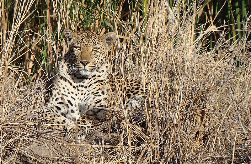 lhleop7.jpg - Makwela, a female leopard, hangs out near our camp.  She's a favorite of the staff.