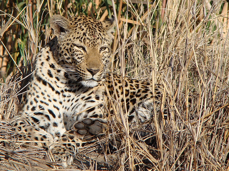 lhleop8.jpg - Makwela has touble keeping her eyes open on a lazy afternoon.