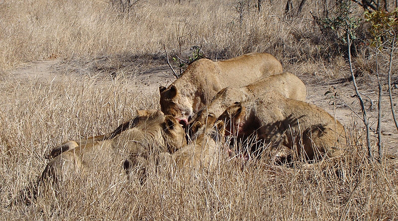 lhlion1.jpg - After viewing the owl we continued back to the lodge for breakfast when we came across a pride of lions having their breakfast.  It was a gruesome and awesome site.  Skip the next few pictures if you don't want to see nature at its rawest.