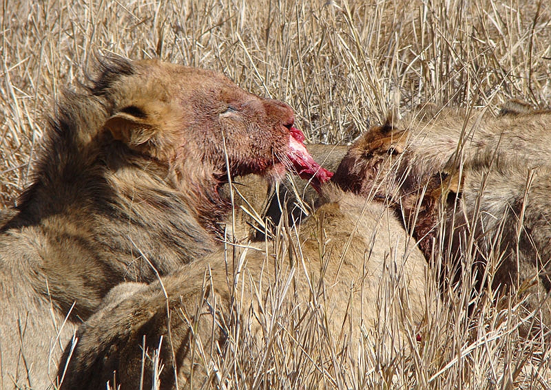 lhlion4.jpg - The sounds of the lions fighting and ripping apart the impala where amazing.