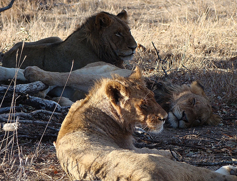 lhlion7.jpg - We found the lions later on our afternoon drive just laying around looking quite conent.