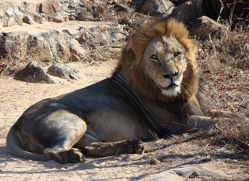 lhlion8.jpg - A male lion who was in the midst of a 5 day mating run with a female in the area.