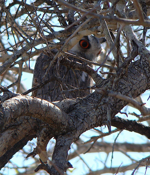 lhowl1.jpg - After the leopard it was time to return for breakfast.  On our way, our tracker found this Whitefaced Owl.