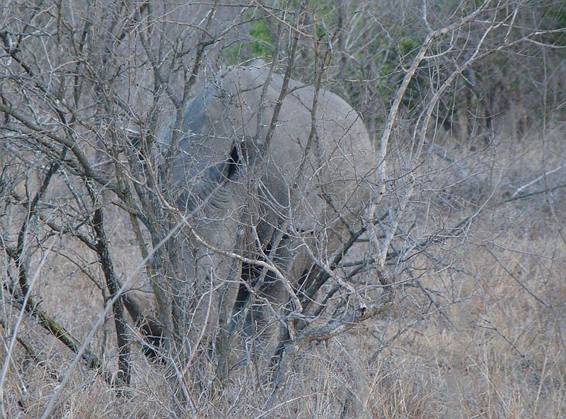 lhrhino1.jpg - After leaving the elephants, our tracker found some rhino tracks. We followed them off road and found 3 rhinos grazing in the brush.  It's amazing how they find the trackers can find these animals.