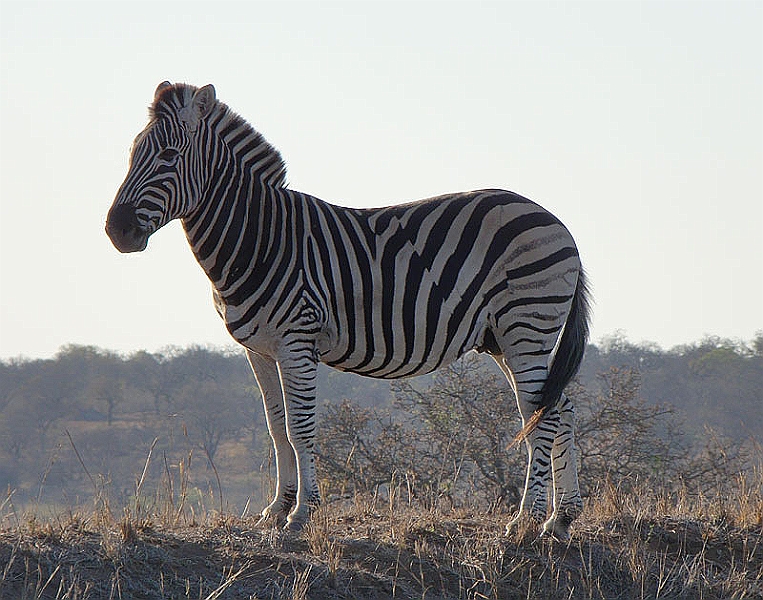 lhzebra1.jpg - We found some Zebras hanging out by the air strip.