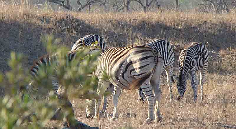 lhzebra2.jpg - A very pregnant Zebra with the rest of the herd.