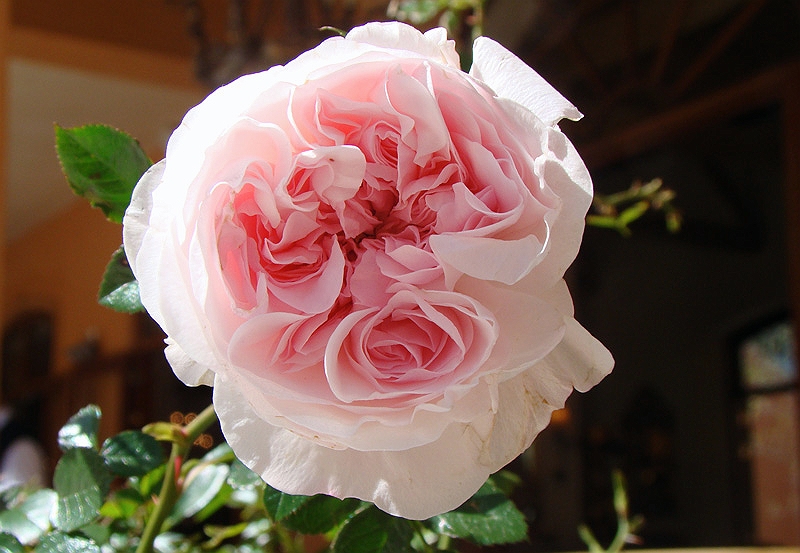residence5.jpg - An interesting looking rose at the La Residence