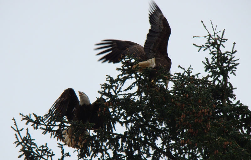 eagles1.jpg - We saw tons of Bald Eagles along Prince Rupert's shoreline.