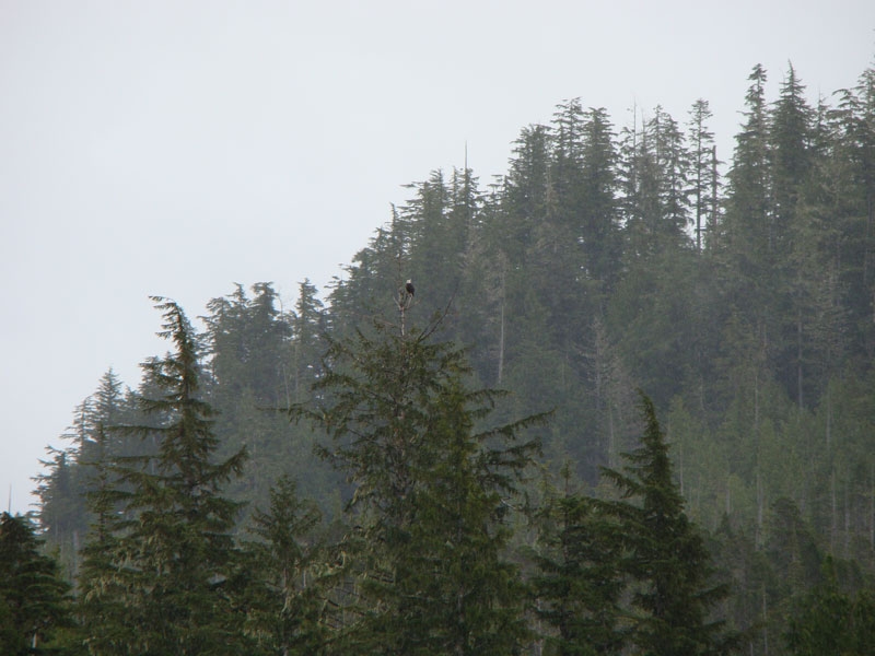 eagle1.jpg - We spent some time spotting Bald Eagles.