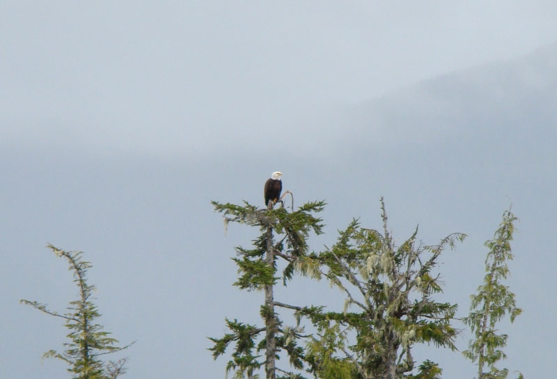 eagle2.jpg - Closeup of a Bald Eagle.