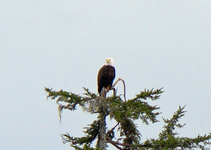 eagle3.jpg - Testing out my zoom lens on a Bald Eagle.