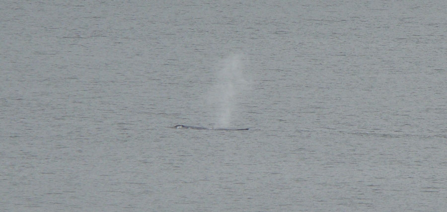 whale1.jpg - We spotted some humpbacks feeding in the cold waters.