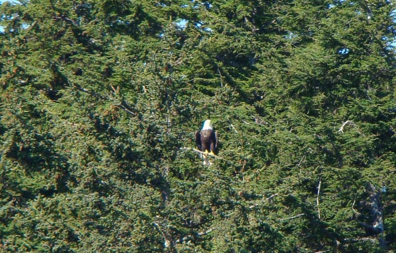 eagle1.jpg - A bald eagle is sighted on our whale quest.