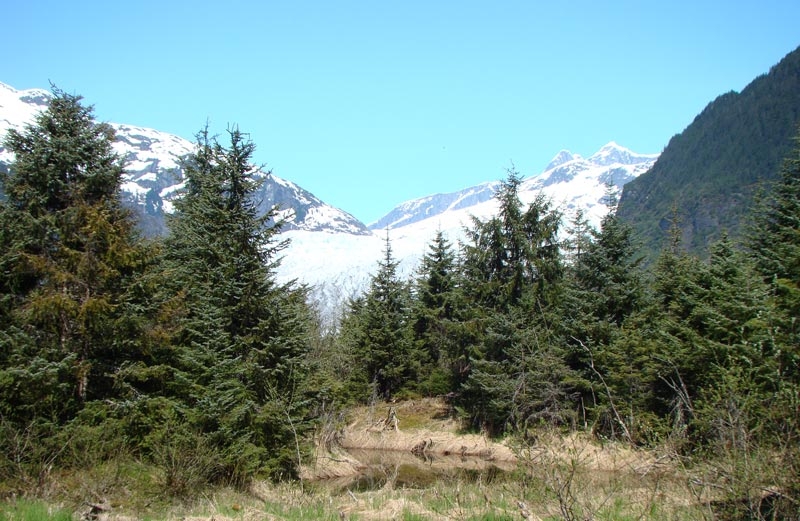 glacier1.jpg - The Mendenhall Glacier.