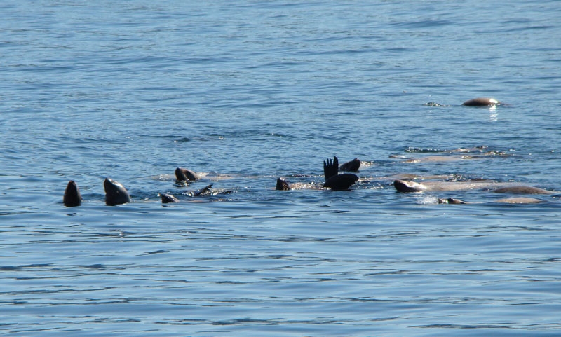 whale10.jpg - Some sea lions play while keeping out a watchful eye for Orcas