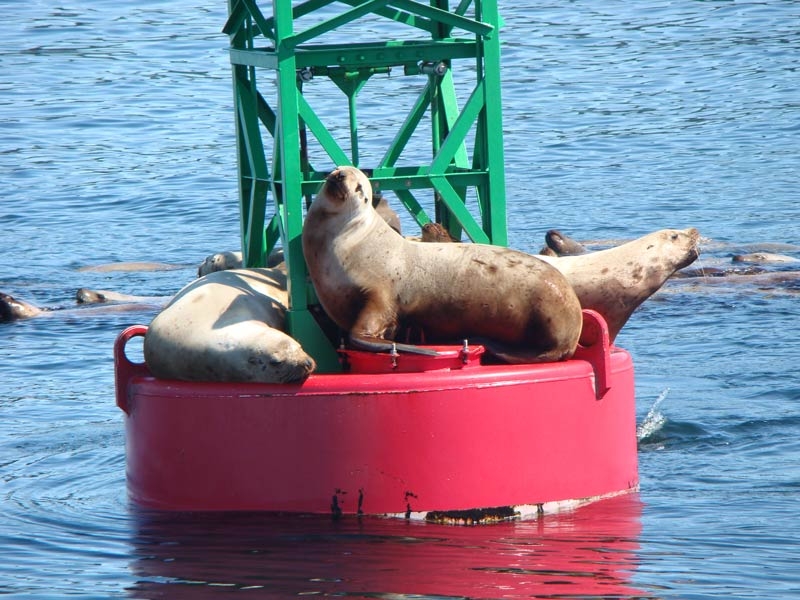 whale11.jpg - Getting some sun on this hot Juneau day.  81 degrees in May!