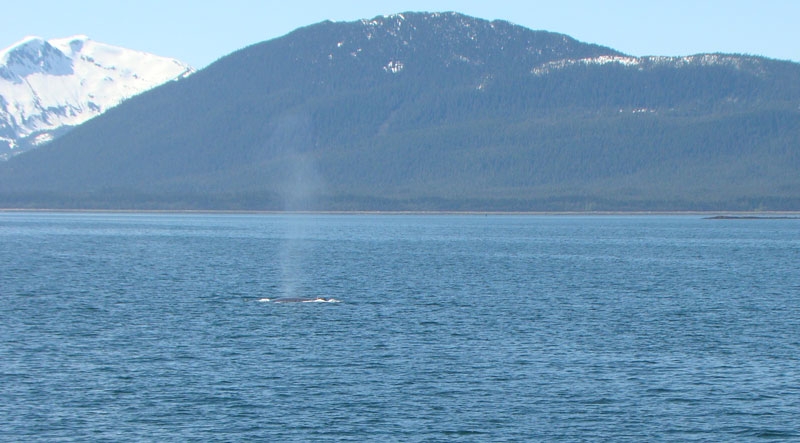 whale2.jpg - The 1st whale is spotted.  The boat moves into position.