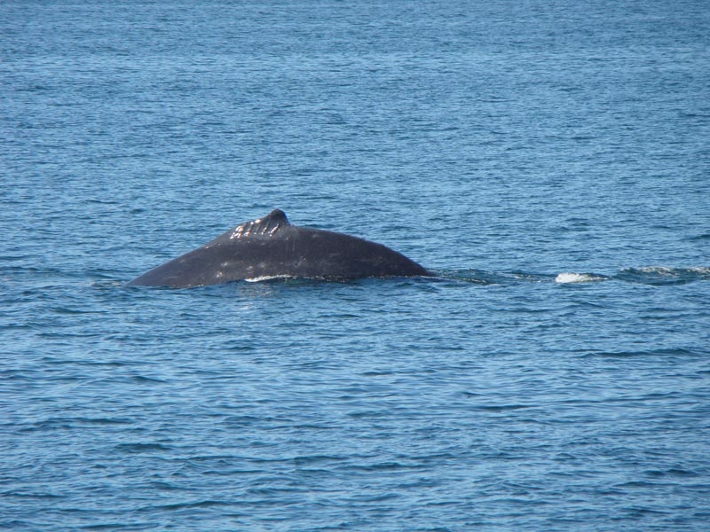 whale3.jpg - the hump comes up.